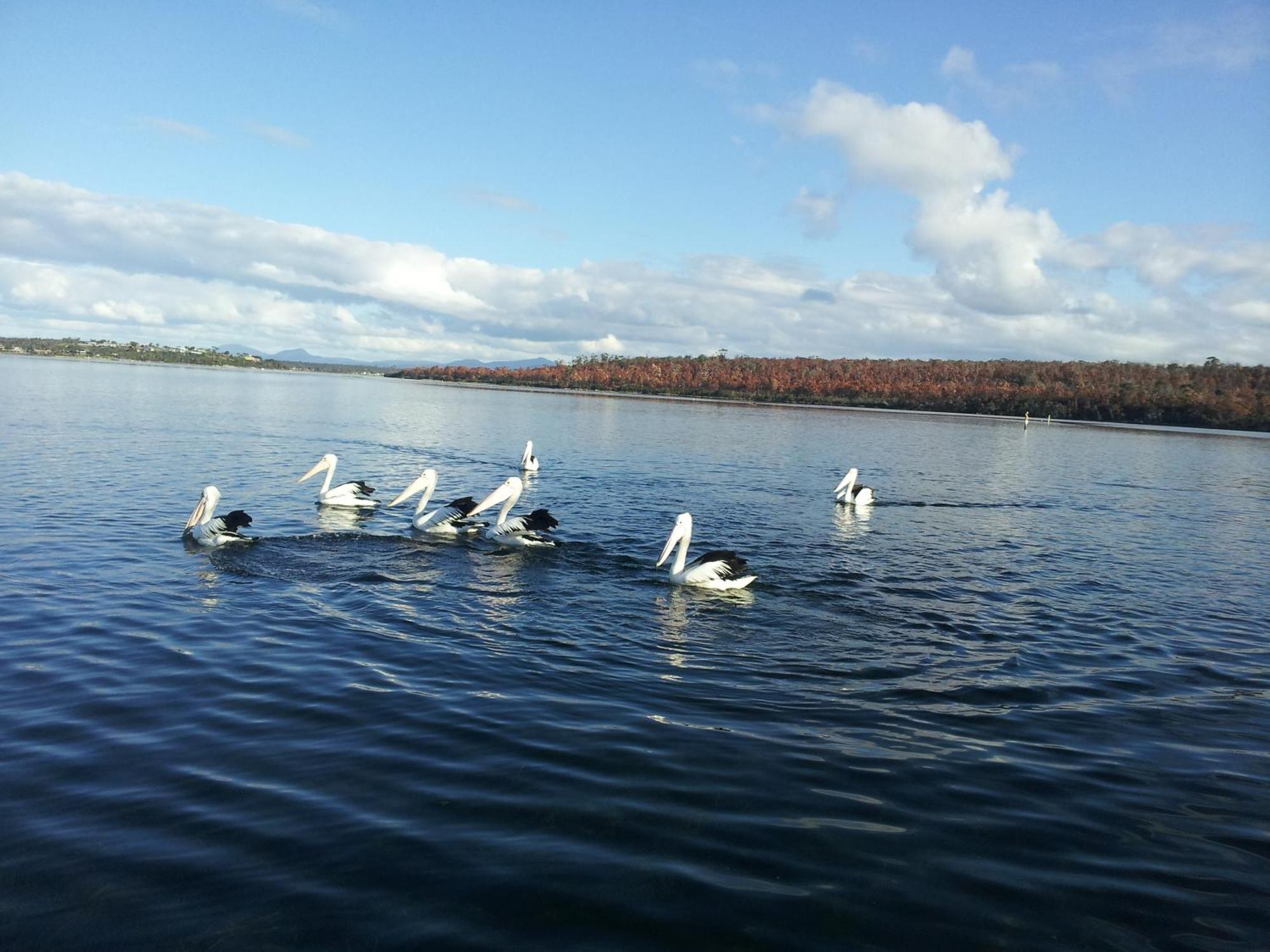 Pelican Point Sanctuary St Helens Exterior foto